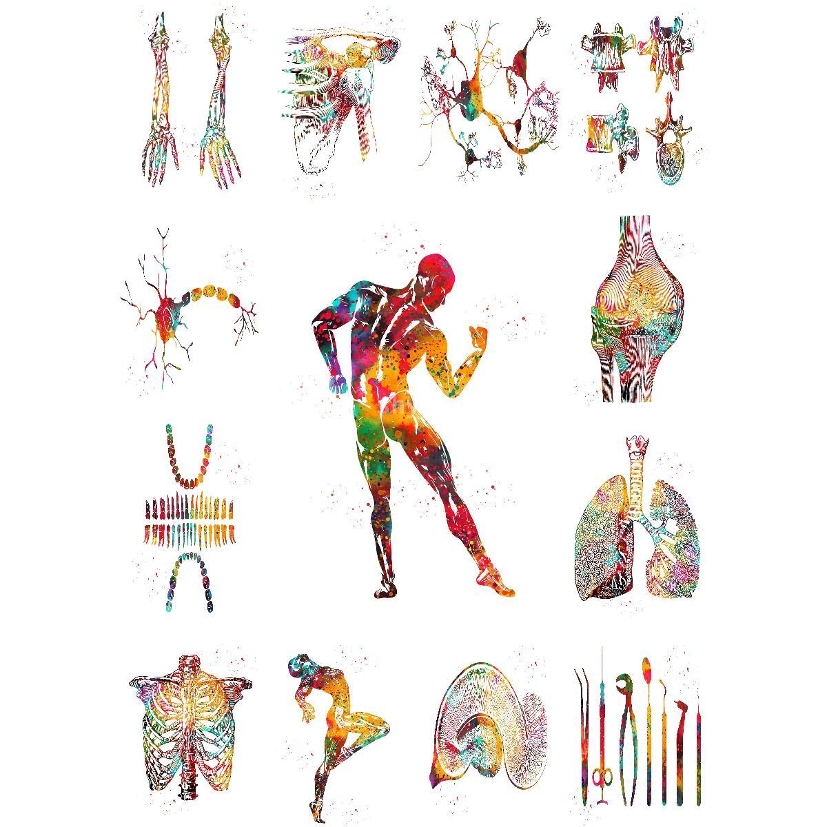 Anatomical Muscle Structure Po - Interior Design Education review and price